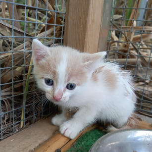 Leentje kitten 3.jpeg