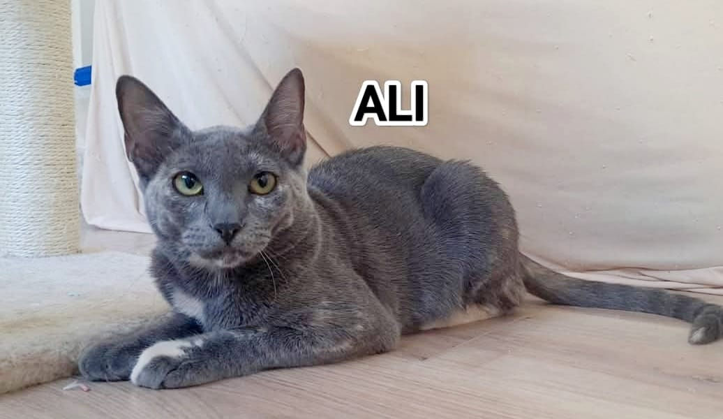 Ali