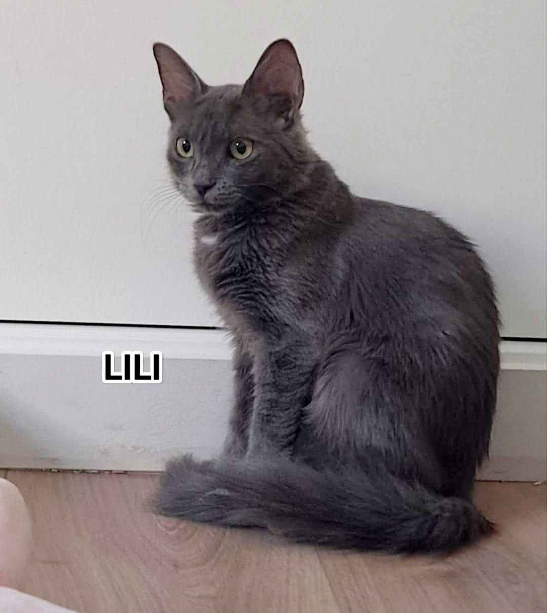 Lili