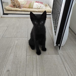 Noe kitten 2.jpeg
