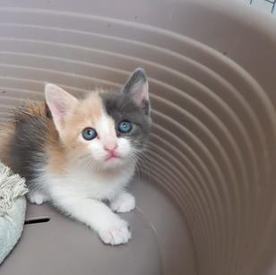 Leentje kitten 2.jpeg