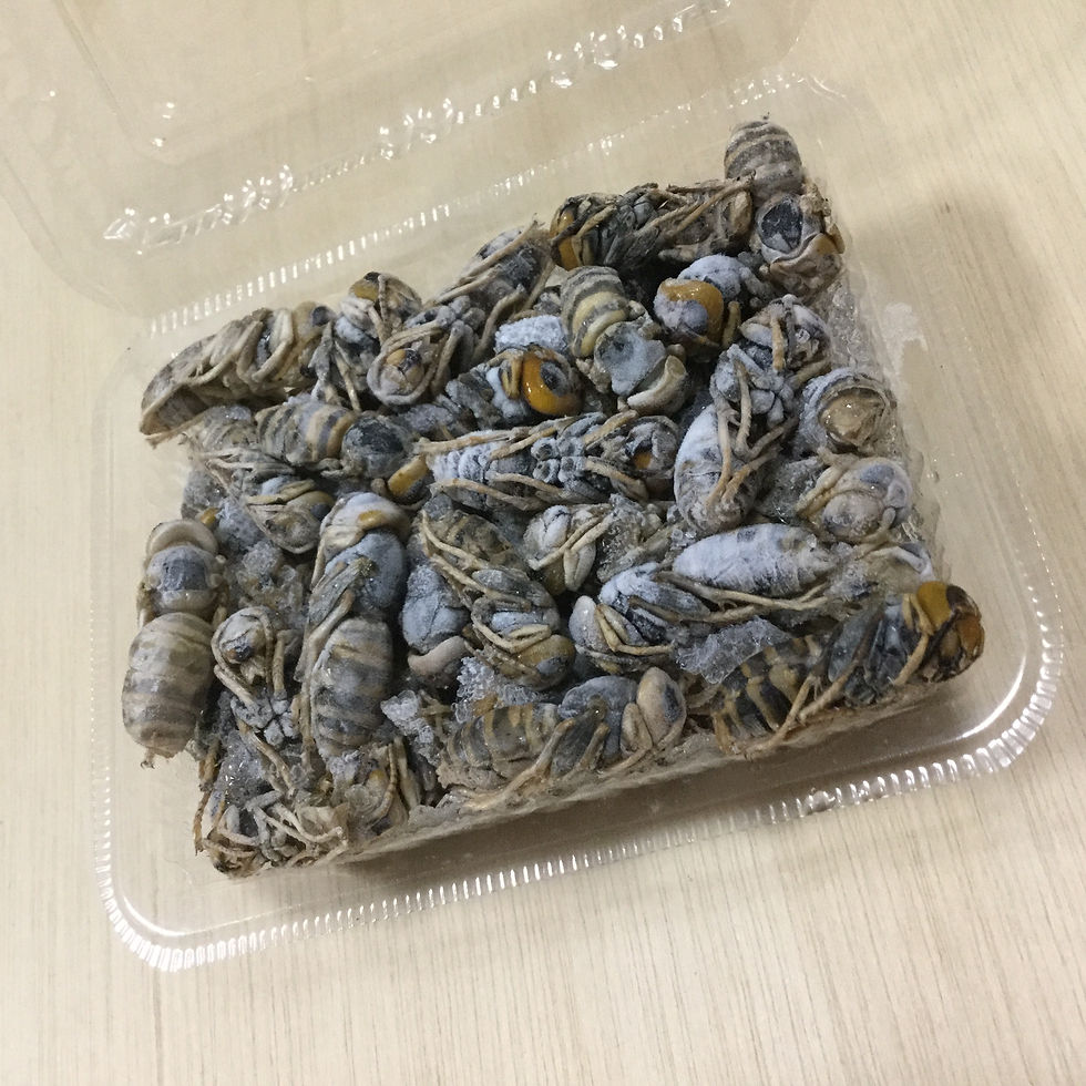 サムネイル： 冷凍 オオスズメバチ 成虫　100g