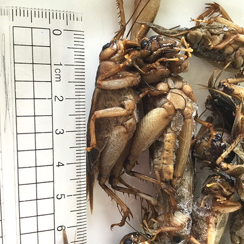 冷凍コオロギ1kg【純国内養殖】ボイル済 ×3袋 冷凍コオロギ1kg