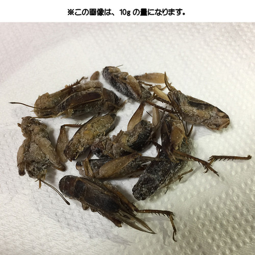 冷凍 大コオロギ（Giant Cricket）1kg | 日本初の昆虫食材専門店