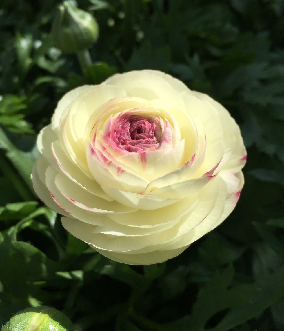 Thumbnail: Ranunculus