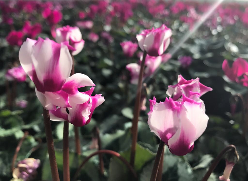 Hillview Nurseries, Garden Centres, Plants, Sarratt