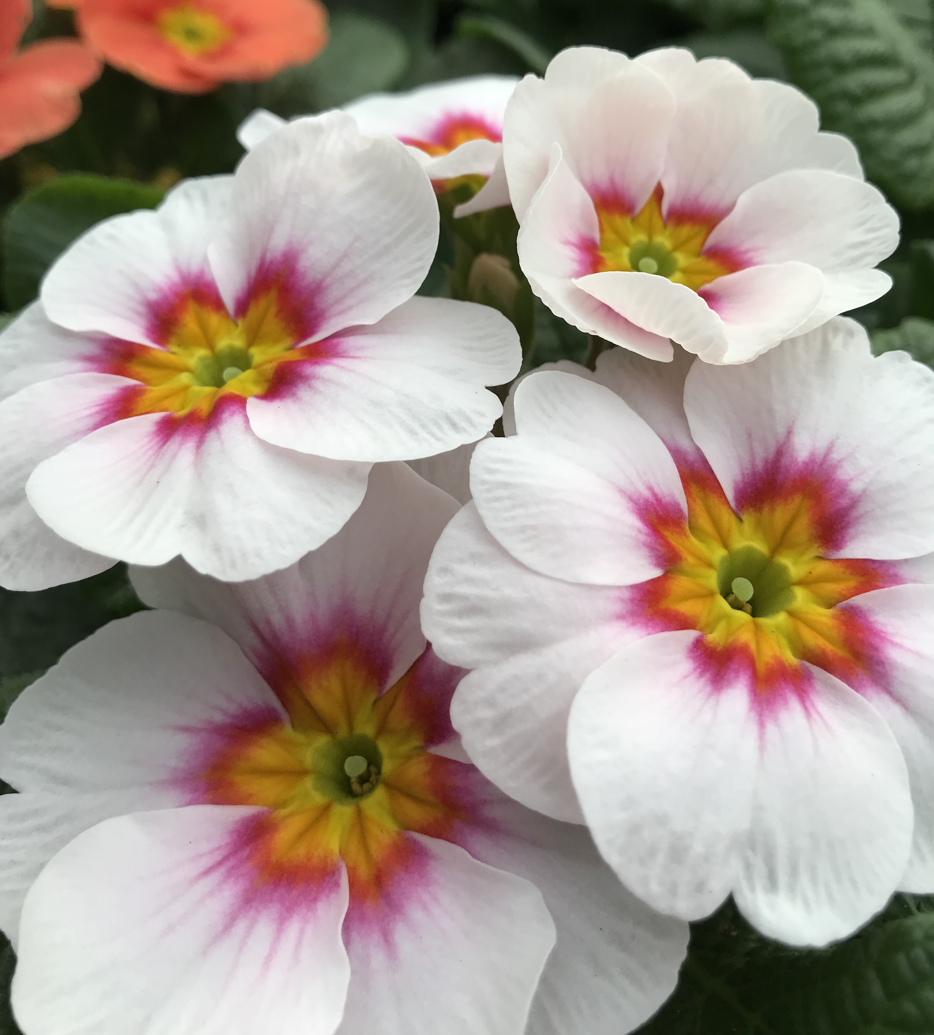 Hillview Nurseries, Garden Centres, Plants, Sarratt