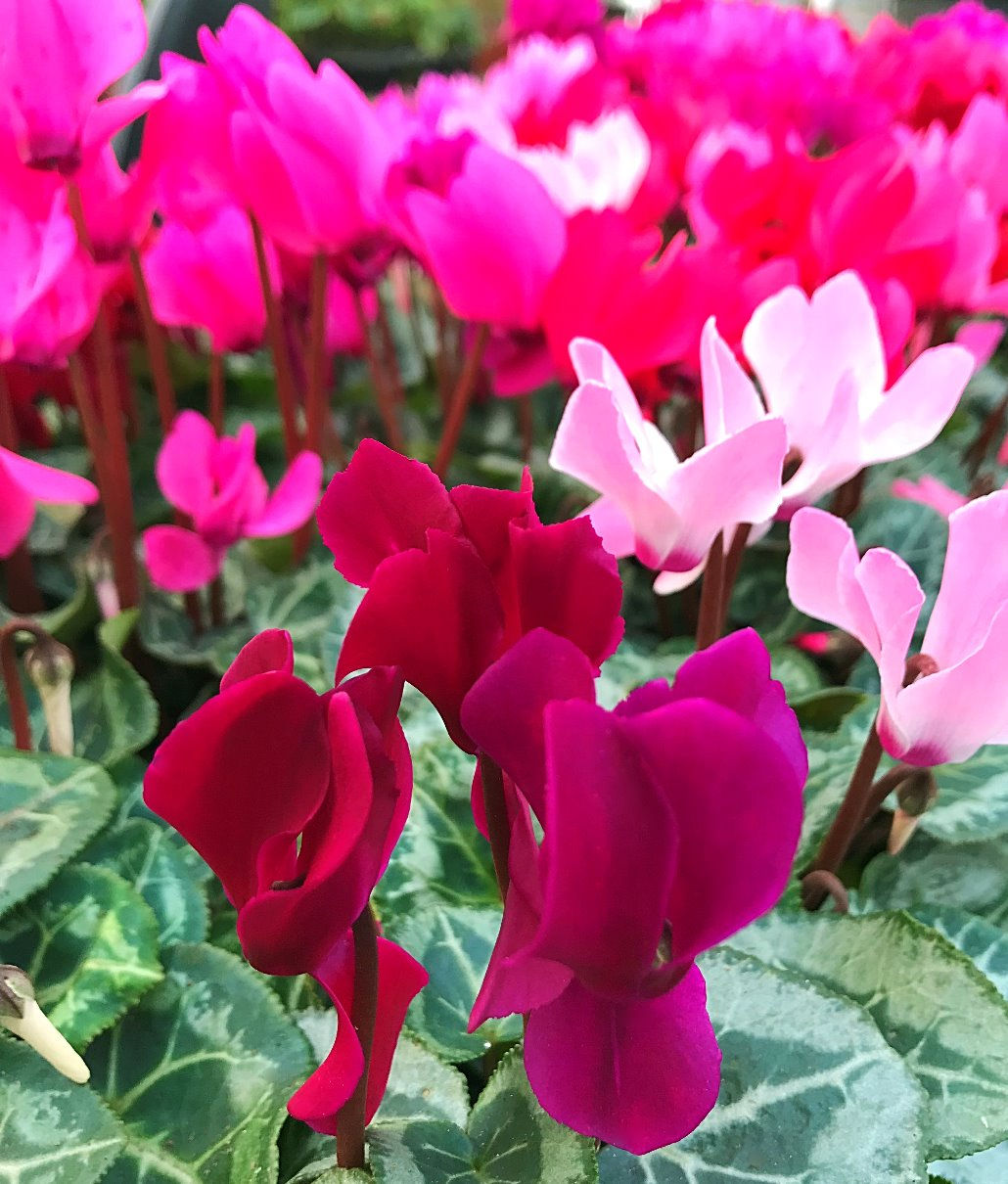 Cyclamen