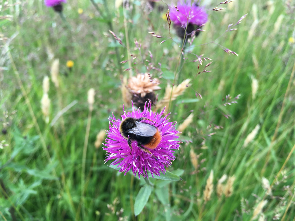Red-tailed Bumblebee