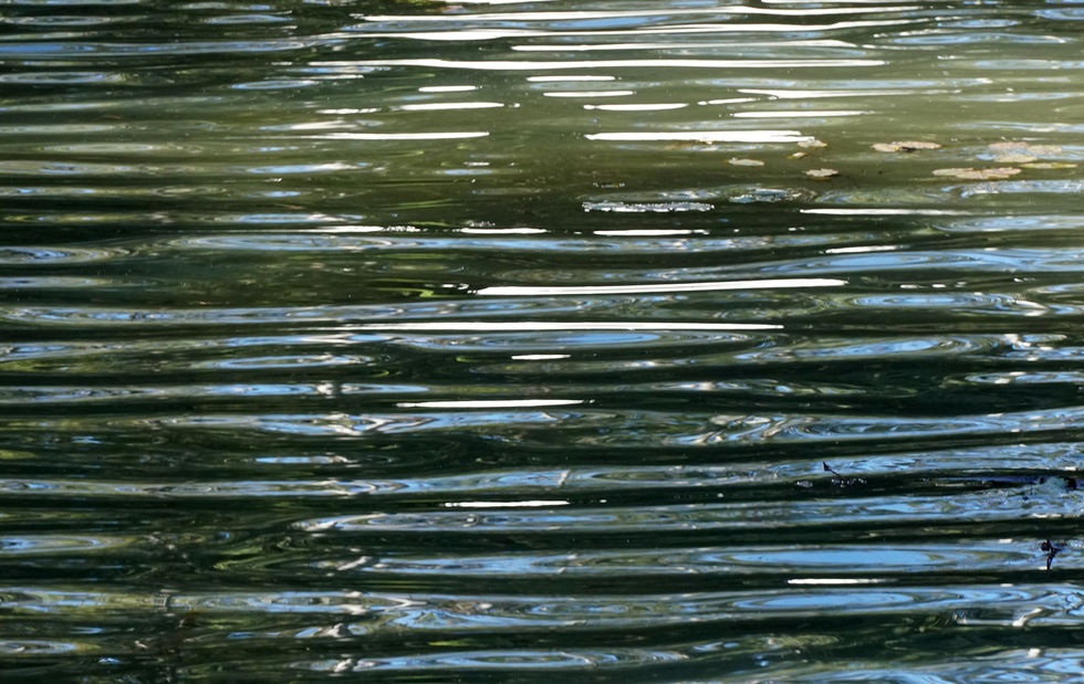 003-FISH-Aqueus Reverbrations-Apr 2023