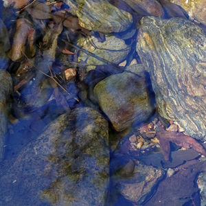 (4) MULLET/FISH: April (Aqueous Reverberations)