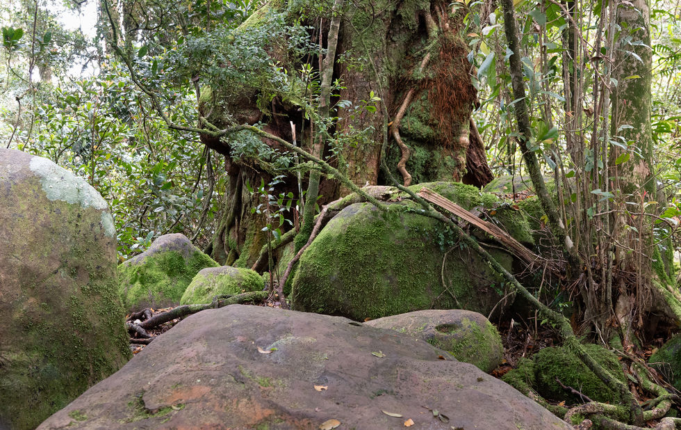 031-GOANNA-Springbrook Serenity-September 2022.jpg
