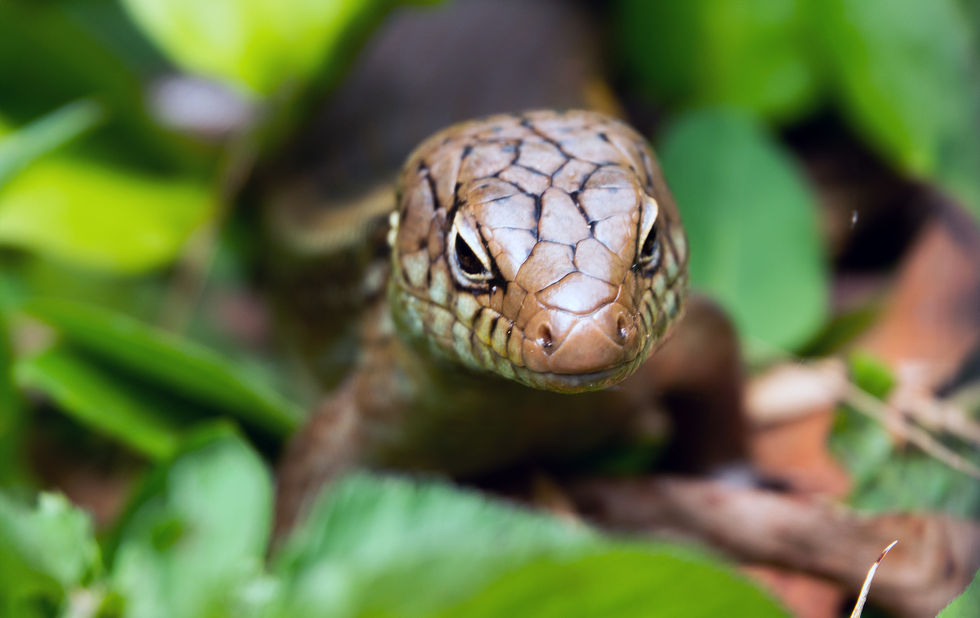 003-GOANNA-Springbrook Serenity-September 2022.jpg