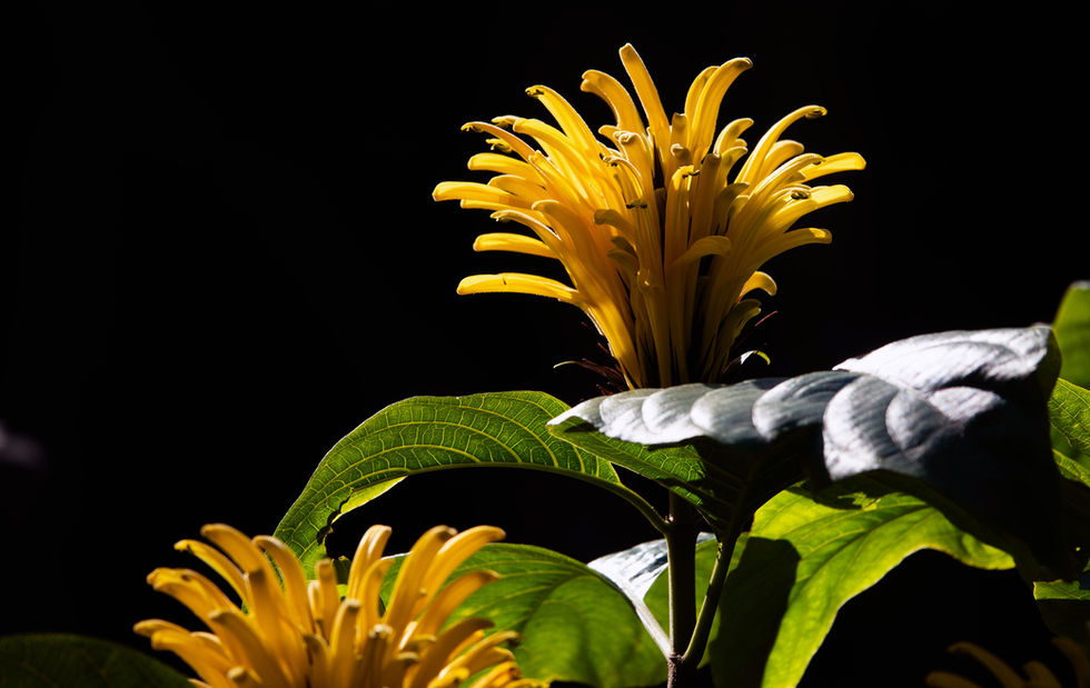 Yellow flowers with green leaves on black background.