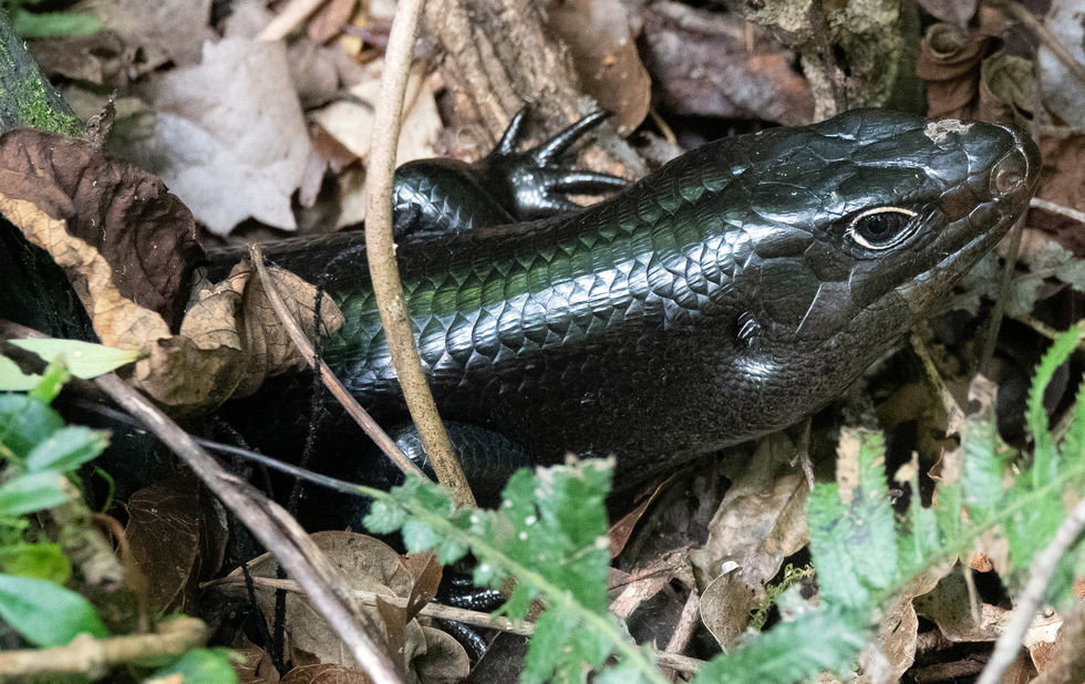 008-GOANNA-Springbrook Serenity-September 2022.jpg