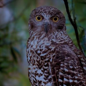 (5) COLD: June (Nganggaw: Australian Powerful Owl)