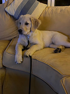 Golden Puppy on couch