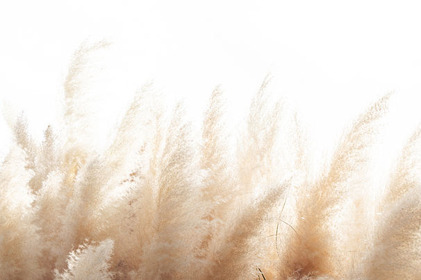Abstract natural background of soft plants (Cortaderia selloana) moving in the wind. Brigh