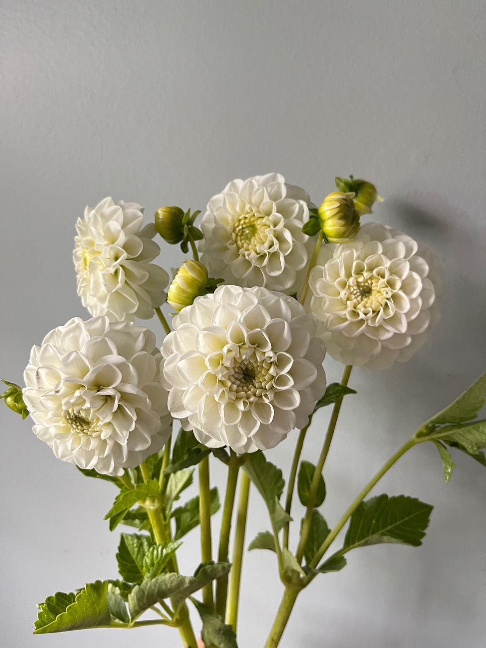 Orsett Beauty FairyPatch Flowers