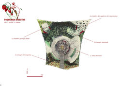 Promenade digestive 2