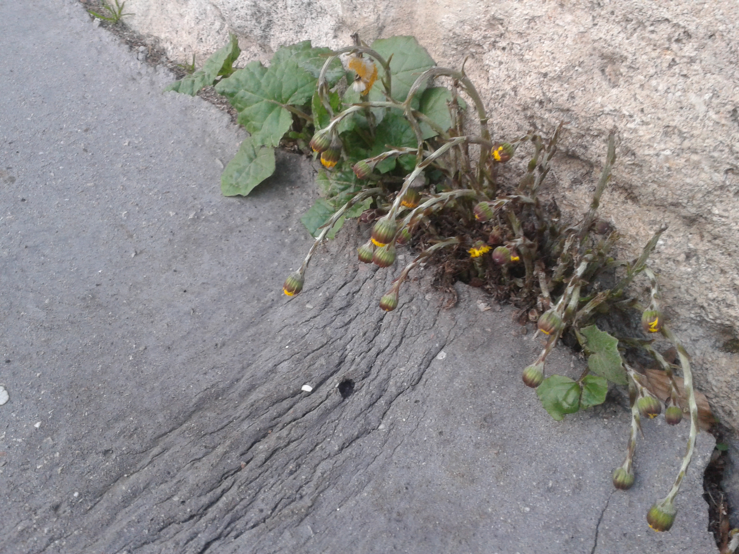Plantes spontanées