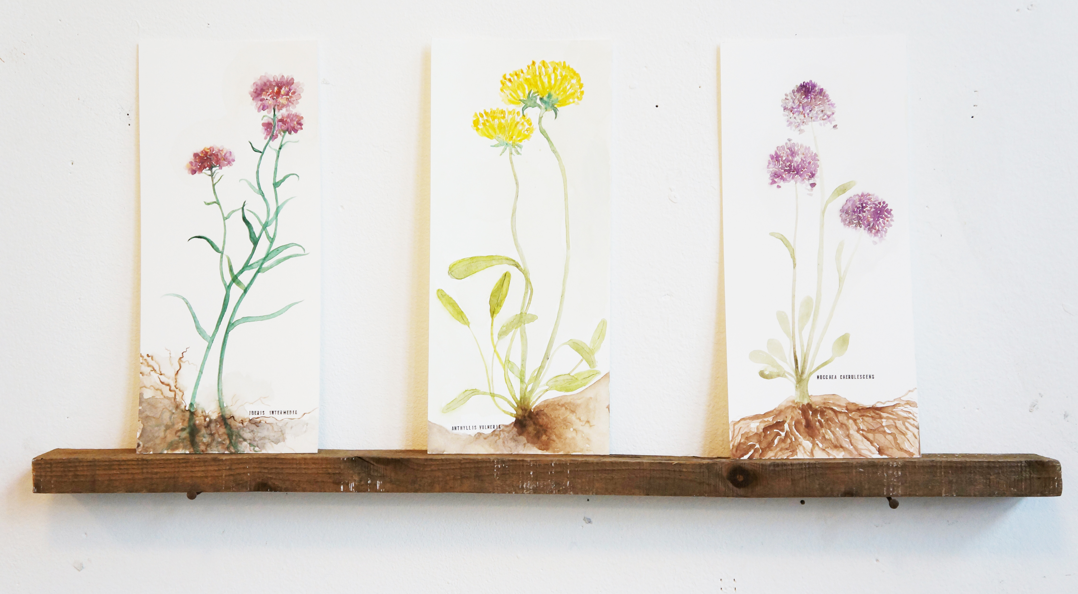 Plantes dépolluantes (série)