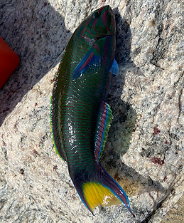 crescenttailedwrasse.png