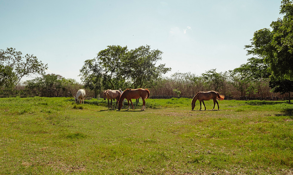 Club Ecuestre Zamna-14.jpg