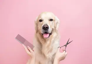 Γιατί να επιλέξετε έναν επαγγελματία groomer για τον σκύλο σας;