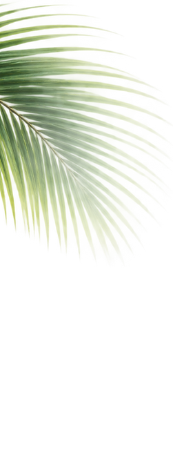 fronds.png