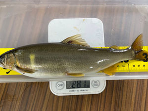 尺鮎出ました👍