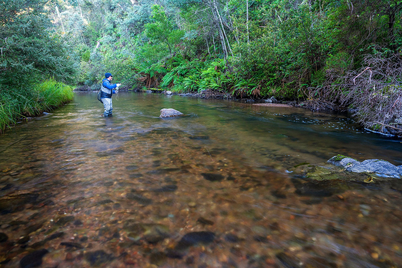 pristine Fly casting into Gibo river in the Victorian high country of Australia