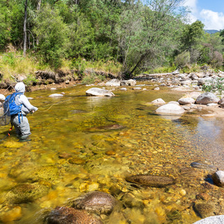 Pristine Fly on the Swampy Plain River fly fishing for trout in crystal clear water