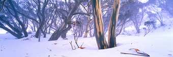 Misty conditions surround this stand of Snow Gums in the Snowy Mountains near Guthega photographed by Paul Kowalski.