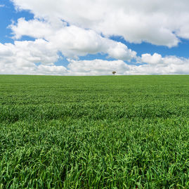 Junee field photograph by Paul Kowalski