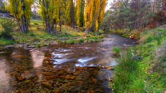 Cobungra River autumn in Victoria photograph by Paul Kowalski