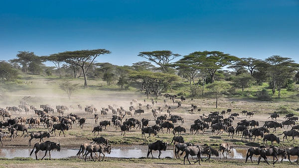 Ndutu-migration-2-scaled copy 2.jpeg