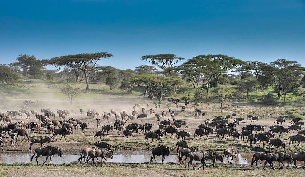 Ndutu-migration-2-scaled copy 2.jpeg