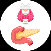 Nội tiết - Chuyển hóa