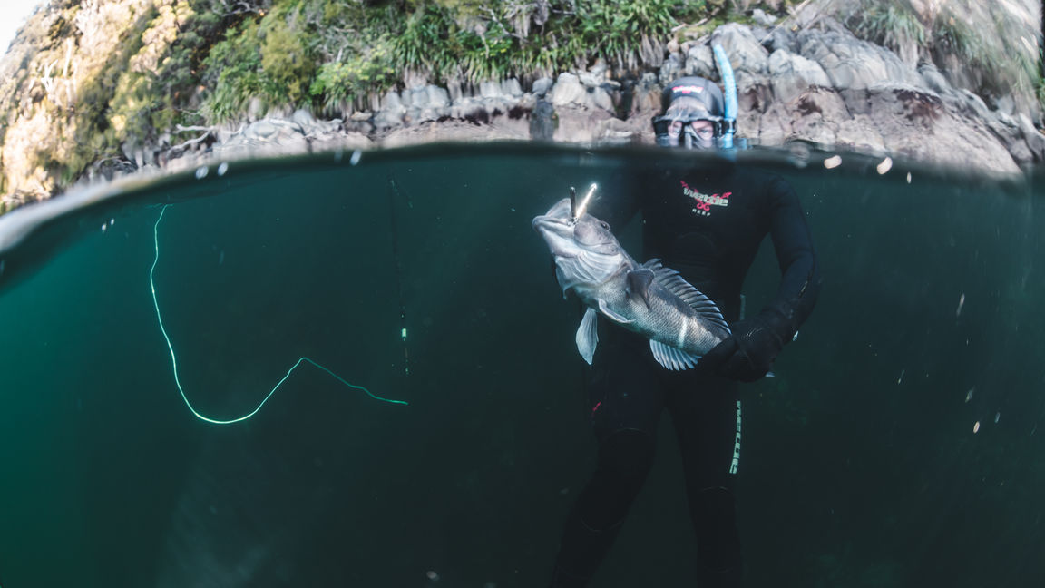 Spearfishing for blue cod in Fiordland