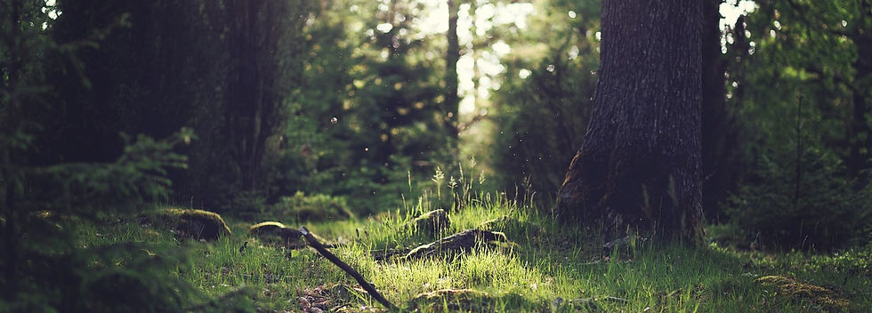 forest-653448_1280.jpg