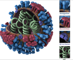 flu virus