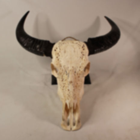 Buffalo Skull Carving - Ganesh design