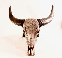 Thumbnail: Buffalo skull