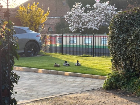 Sleeping ducks
