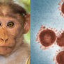 Help to find a new name for the monkeypox virus