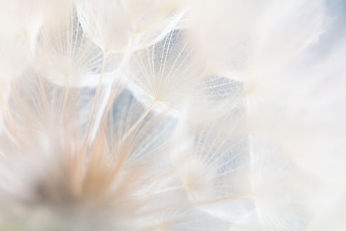 Abstract dandelion macro flower background Seed macro closeup Soft focus.jpg
