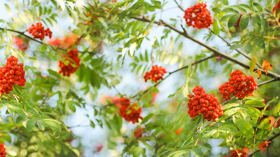 RowanHealth–CancerSupport&IntegrativeMedicineEdinburgh.jpg