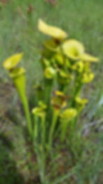 Pitcher Plants