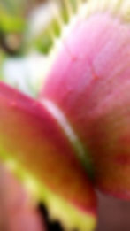 Venus Flytrap